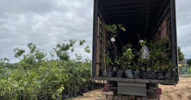 Mais árvores e menos óleo na natureza: Ambiental Crato amplia ações de preservação da biodiversidade com práticas de sustentabilidade